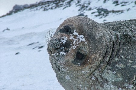 Foca