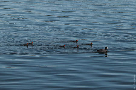 Patos