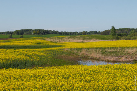 Campo