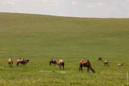 Camelos