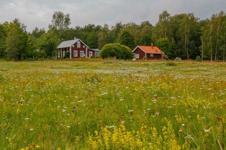 Campo