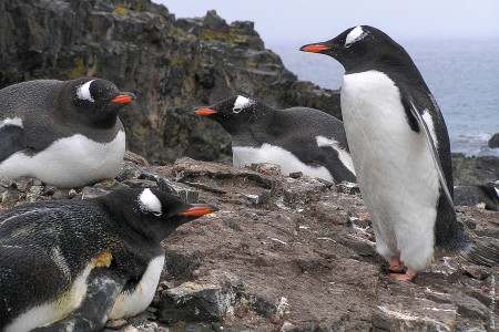 Pinguins