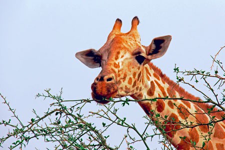 Níger - Girafas Selvagens title=